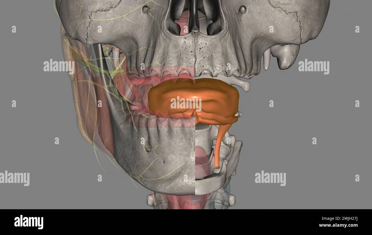 The tongue is a muscular organ in the mouth 3d illustration Stock Photo