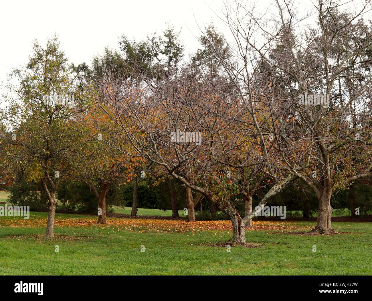 Autumn Trees and Fallen Orange Leaves on Grass Stock Photo