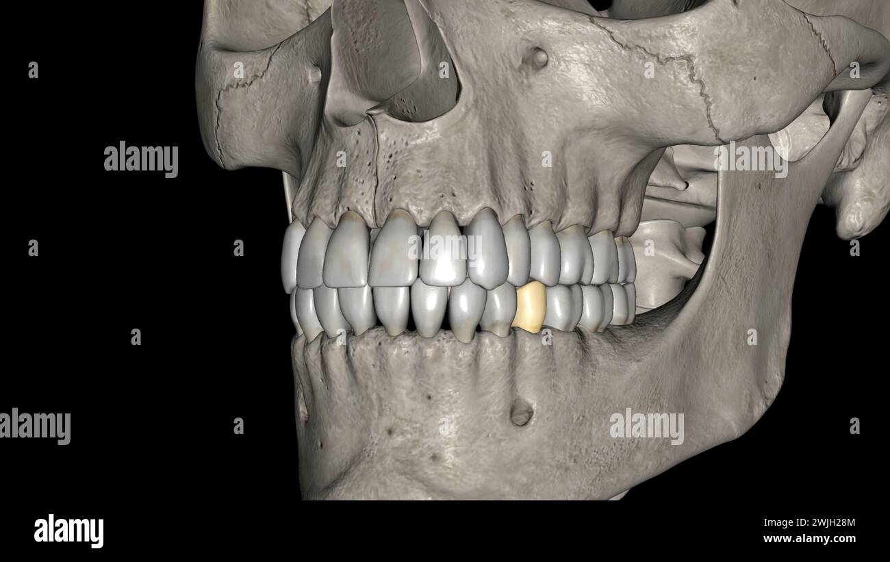 The mandibular second premolar is the tooth located distally from both ...