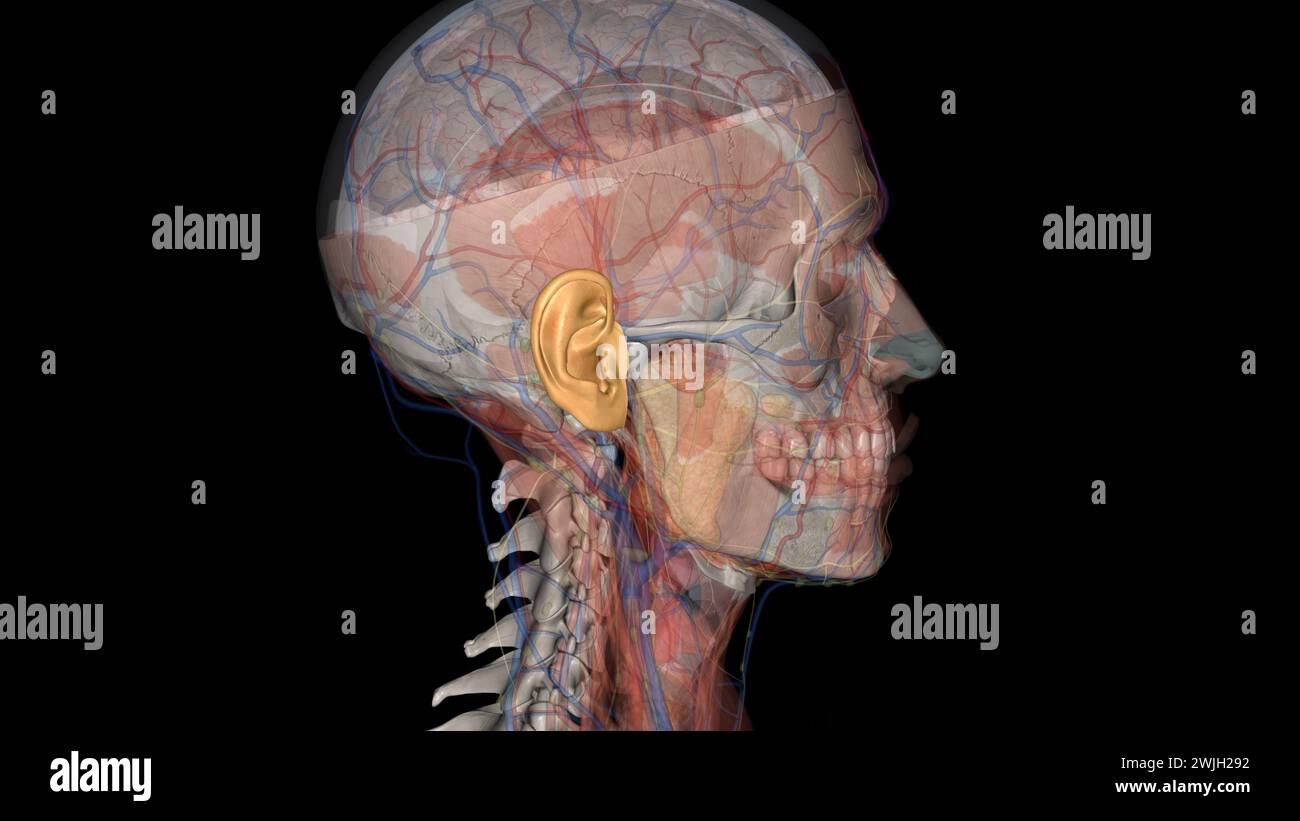 The ear is the organ of hearing and balance . Stock Photo