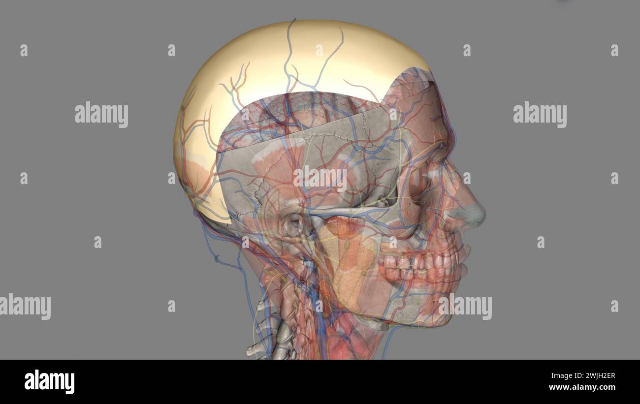The ear is the organ of hearing and balance Stock Photo Biology Diagrams