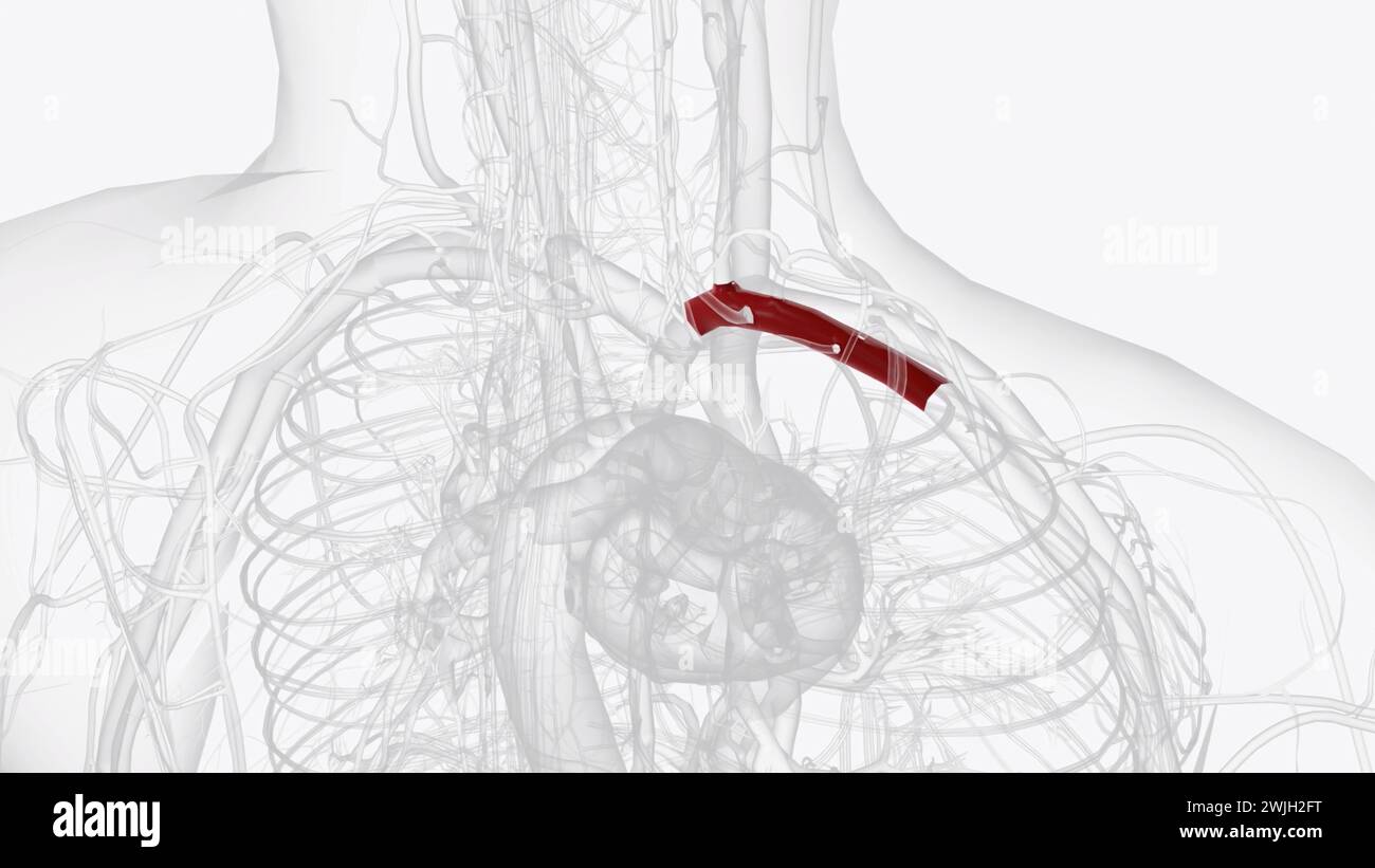 Left subclavian artery hi-res stock photography and images - Alamy