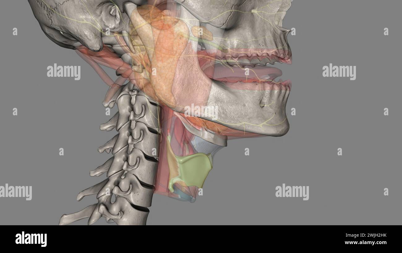 The thyrohyoid membrane (or hyothyroid membrane) is a broad, fibro ...