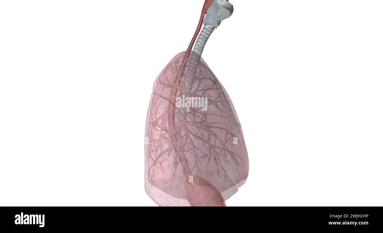 The major passages and structures of the upper respiratory tract