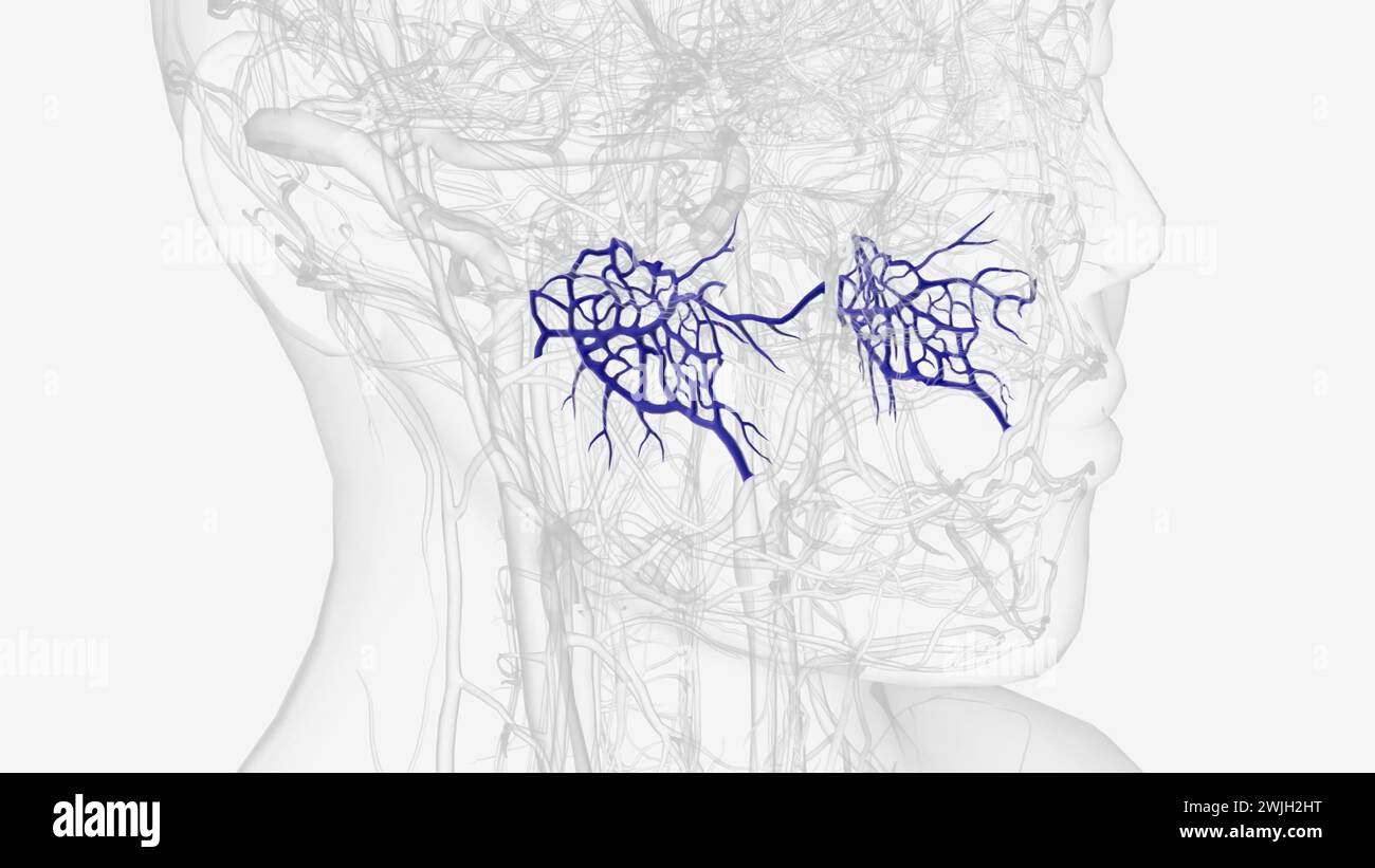 The pterygoid plexus is a fine venous plexus upon and within the lateral pterygoid muscle  3d illustration Stock Photo