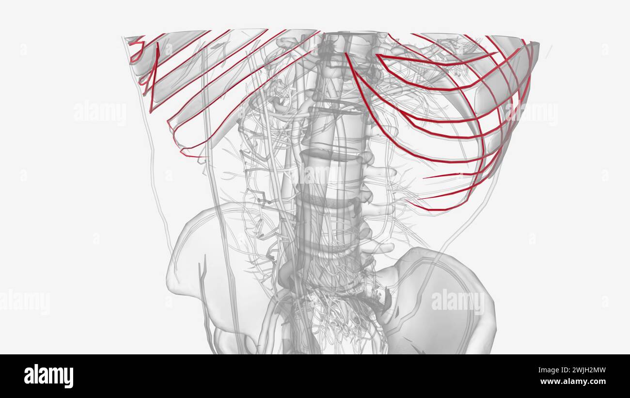 Intercostal arteries are posterior branches along the length of the descending thoracic aorta and provide segmental arterial blood supply to the spina Stock Photo