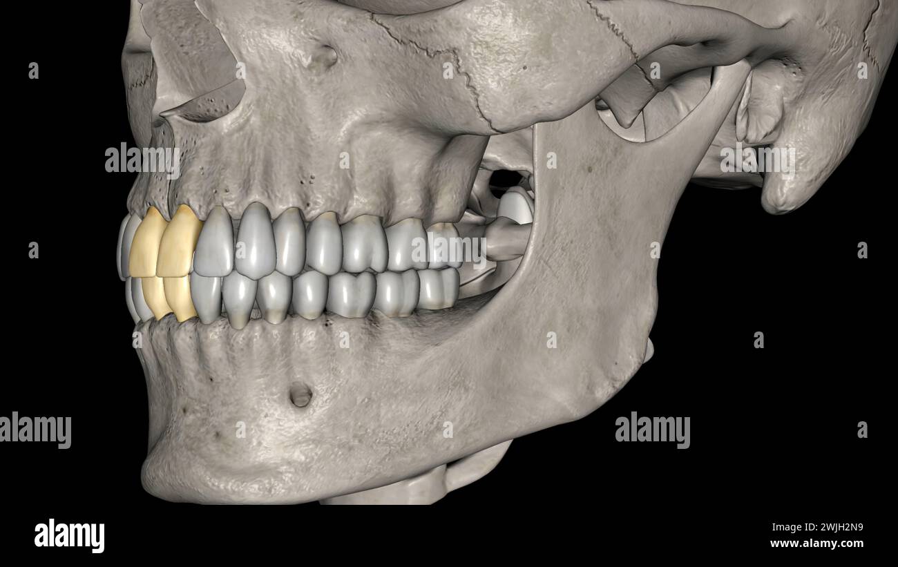 Central Incisor, Maxillary and Mandibular 3d illustration Stock Photo ...