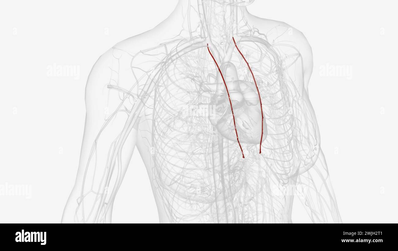 The internal thoracic artery (internal mammary artery) is a long ...