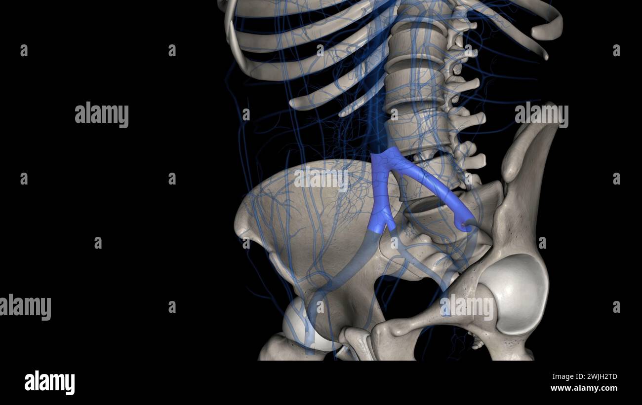 The common iliac vein is formed by the unification of the internal and external iliac veins 3d illustration Stock Photo