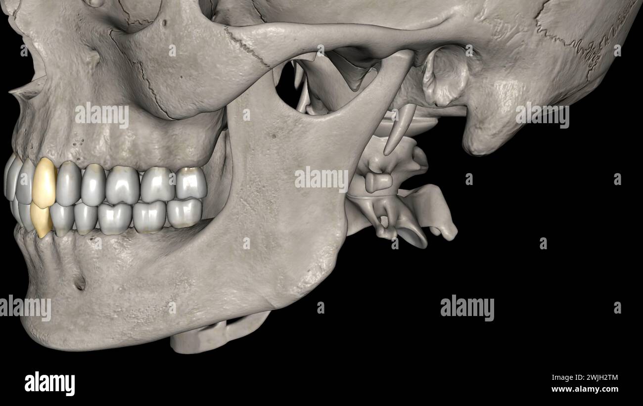 Canine, Maxillary and Mandibular 3d illustration Stock Photo - Alamy