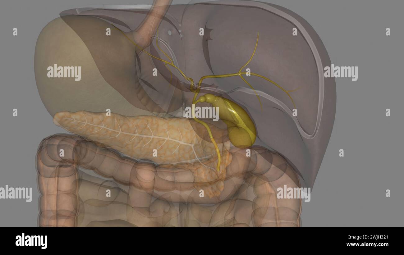 gallbladder is a small, pear-shaped organ on the right side of your abdomen, just beneath your liver 3d illustration Stock Photo