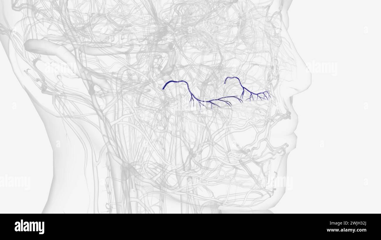 The posterior superior alveolar artery (posterior dental artery) is a