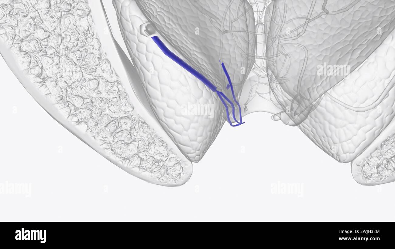 The inferior rectal veins are located in the external hemorrhoidal