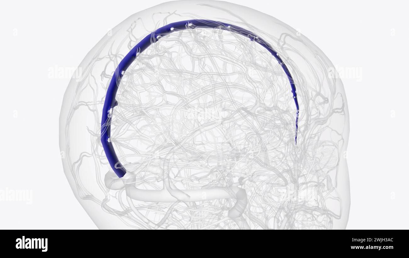 The superior sagittal sinus is one of several endothelial-lined spaces in the brain known collectively as the dural venous sinuses  3d illustration Stock Photo