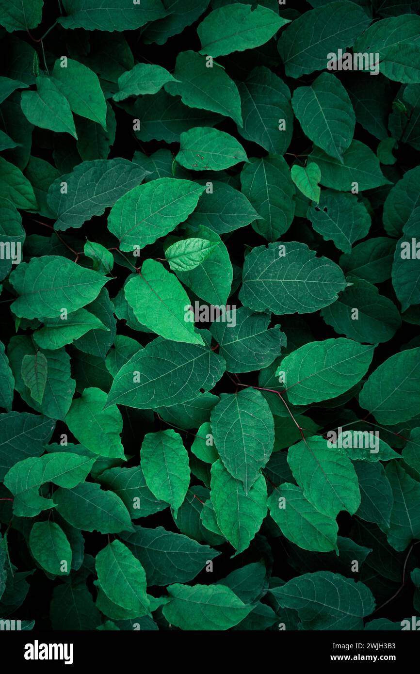 green plant leaves in the garden in springtime, green background Stock ...