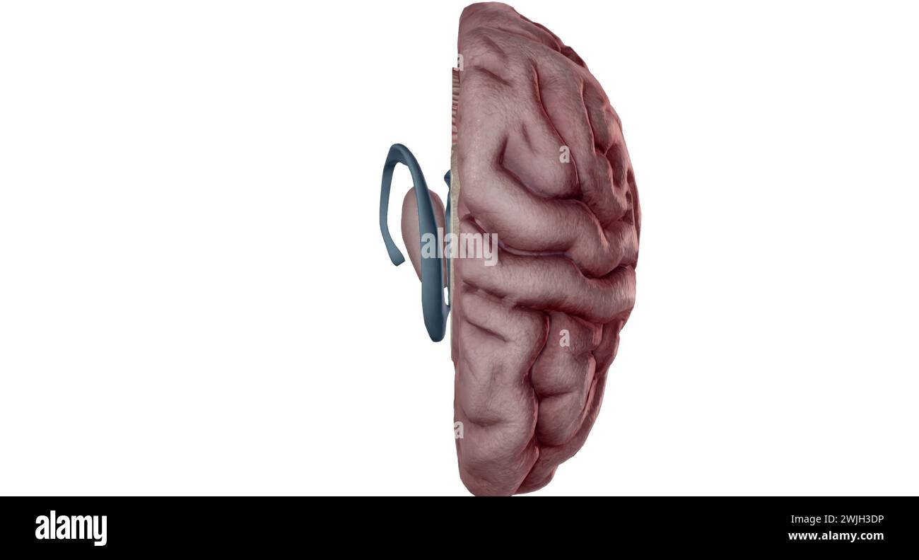 Thalamus is an egg shaped structure in the middle of your brain. 3D rendering Stock Photo