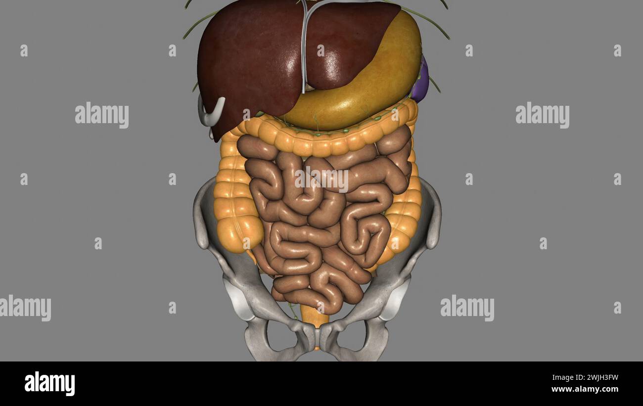 Nutrients Are Absorbed In The Small Intestine