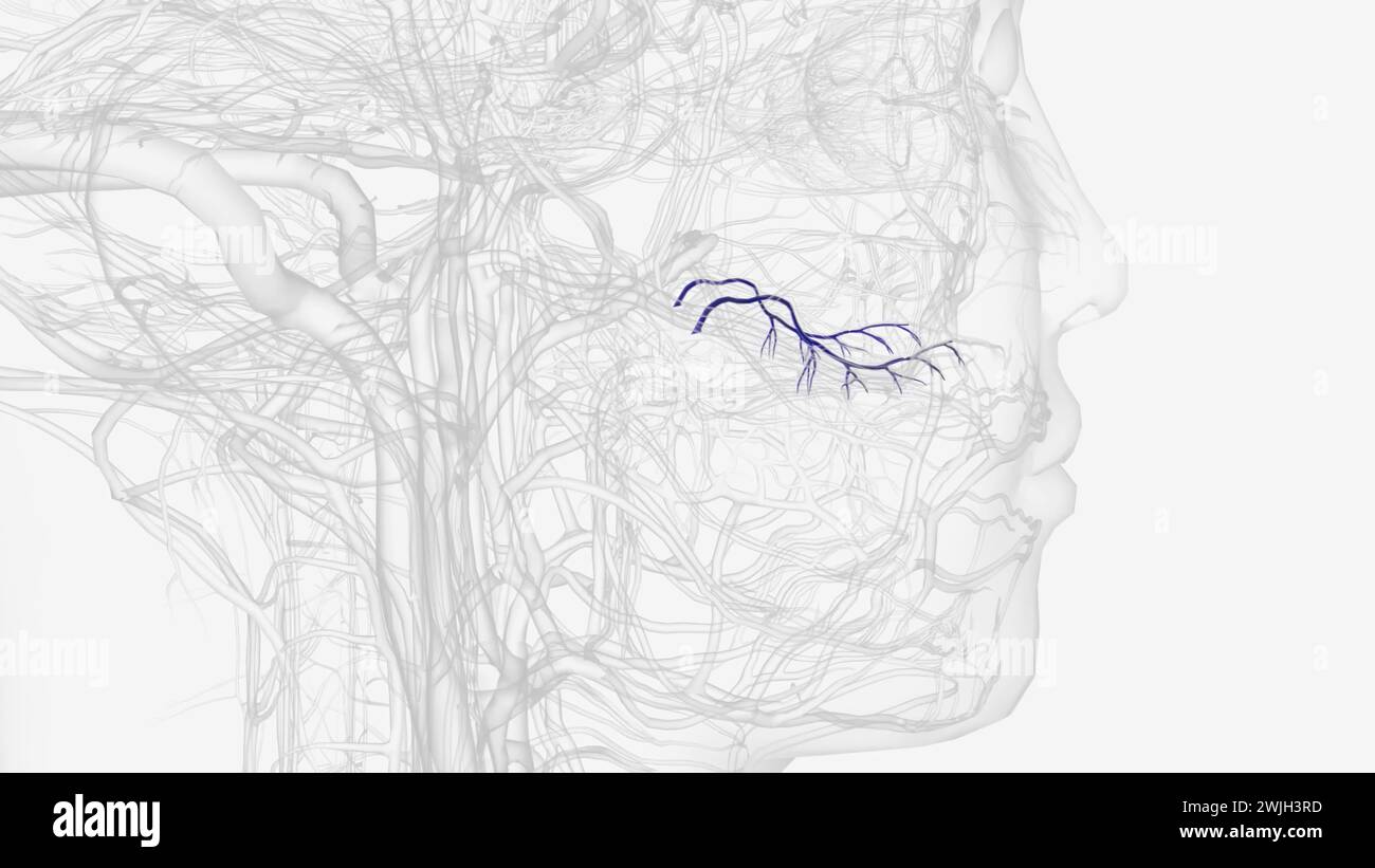 The posterior superior alveolar artery (posterior dental artery) is a