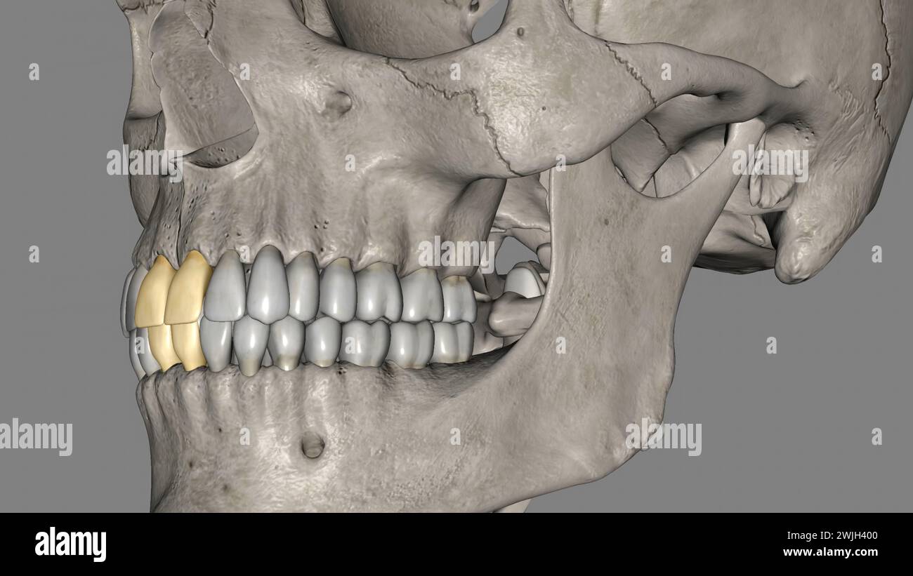 Central Incisor, Maxillary and Mandibular 3d illustration Stock Photo ...