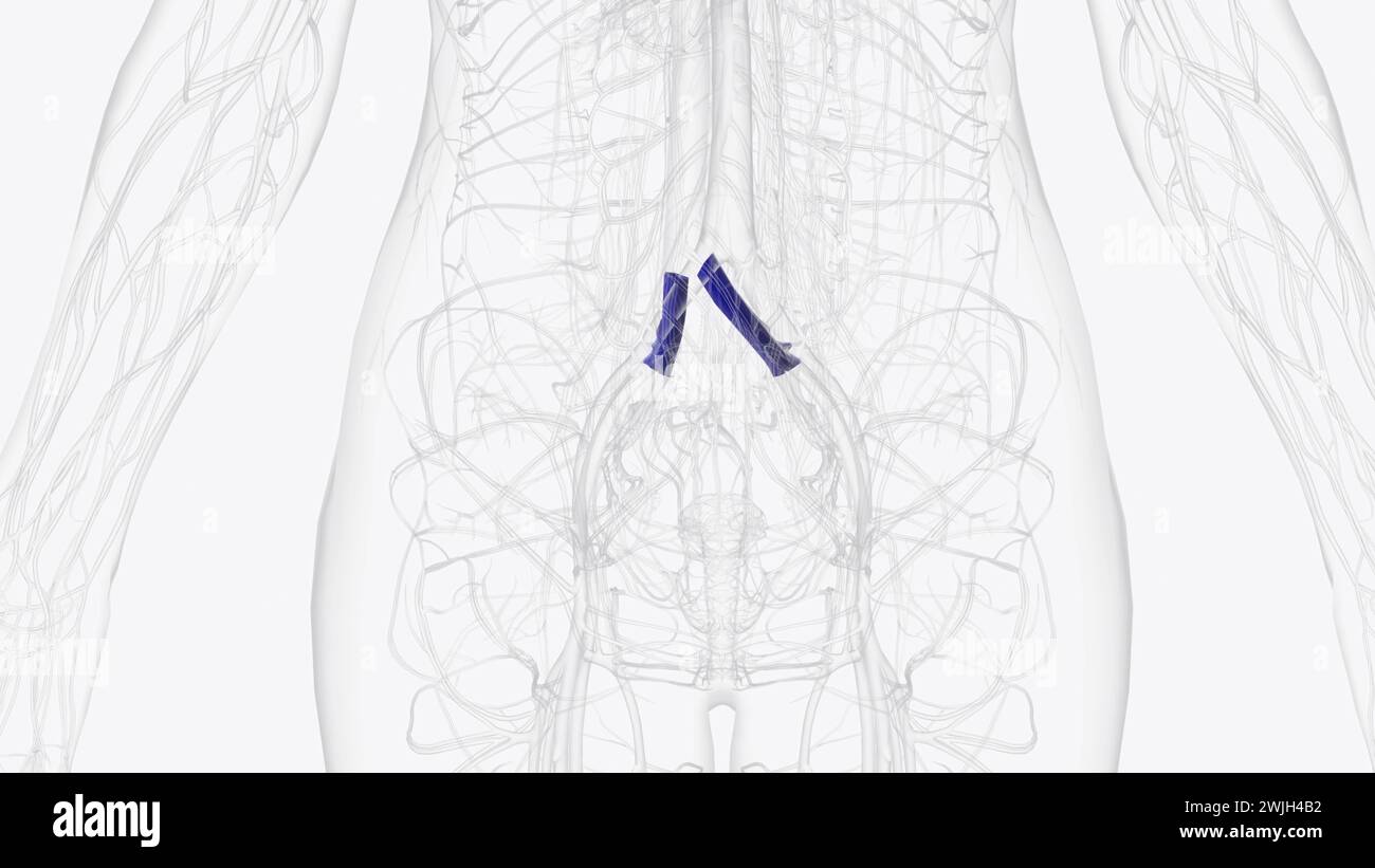 The common iliac vein is formed by the unification of the internal and external iliac veins  3d illustration Stock Photo
