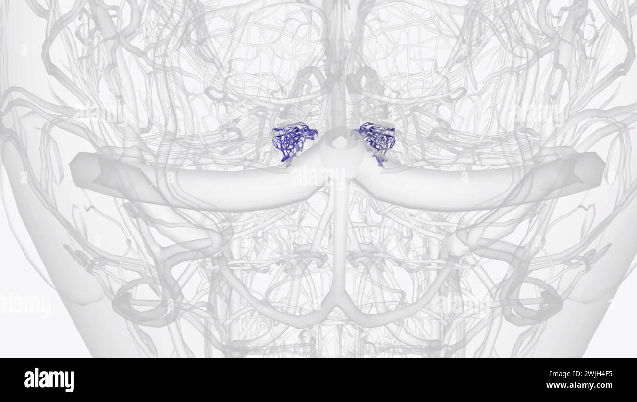 The cavernous sinus is one of the dural venous sinuses of the head  3d illustration Stock Photo