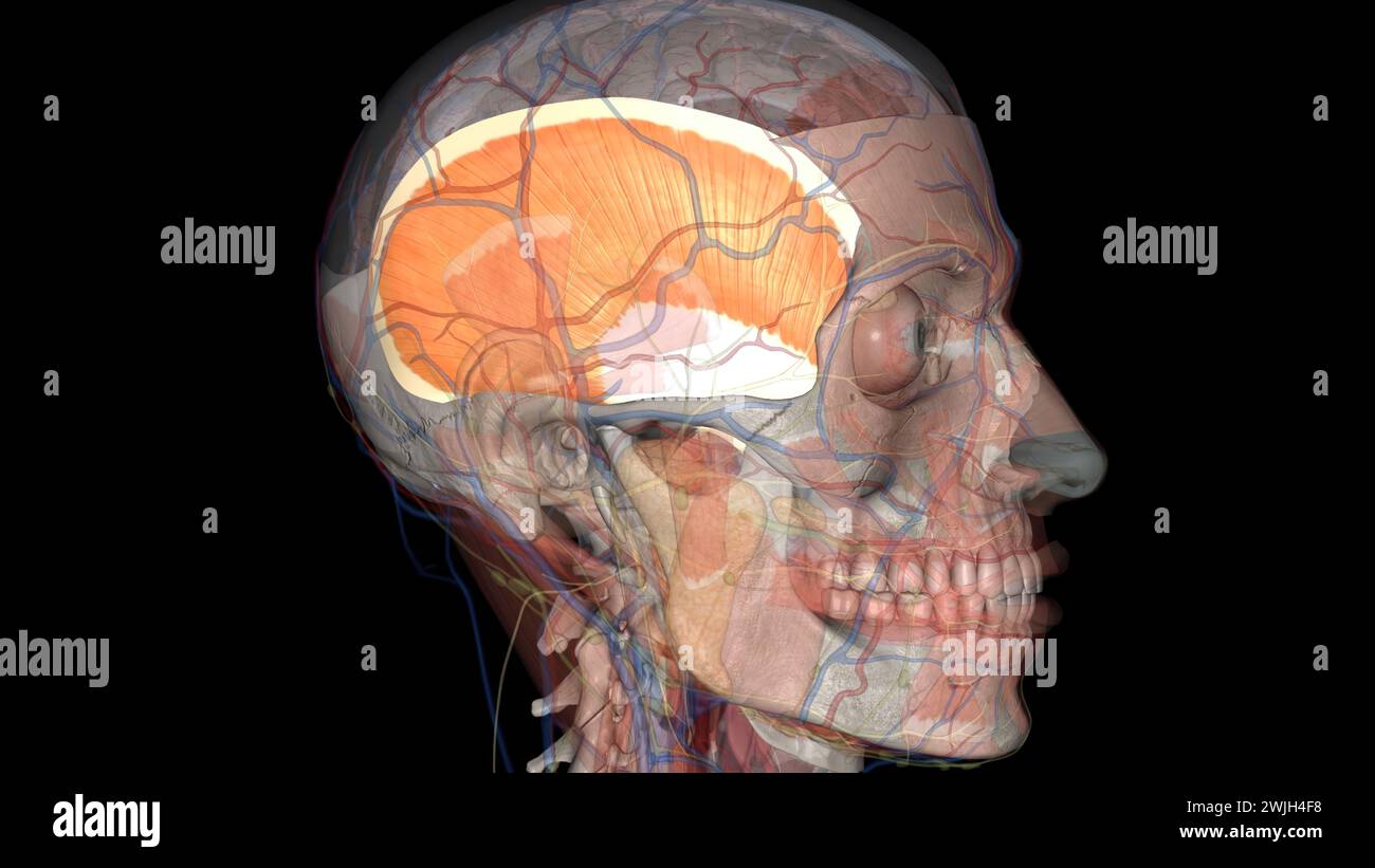 The temporalis is a wide, fan-shaped muscle located on each side of the ...