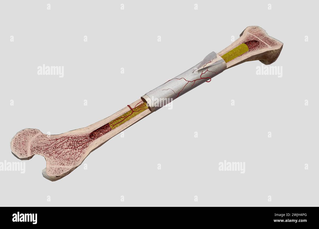 The Cross sectional femoral bone 3D rendering Stock Photo