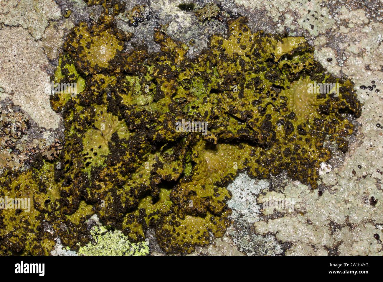 Lasallia pustulata (Rock Tripe) is a foliose lichen found on nutrient-rich, acidic, coastal or upland rocks. It occurs mainly in the N. Hemisphere. Stock Photo