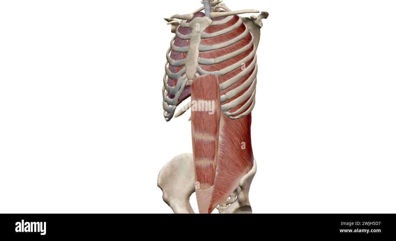 The rib cage muscles, including the intercostals, the parasternals, the