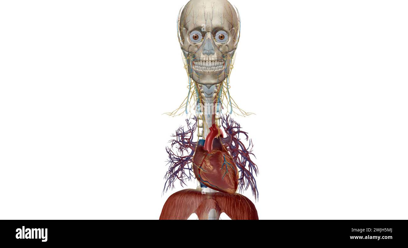 Peripheral nerves, they relay information between your brain and the