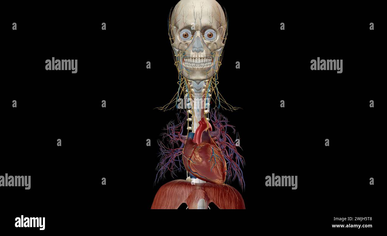 Peripheral nerves, they relay information between your brain and the