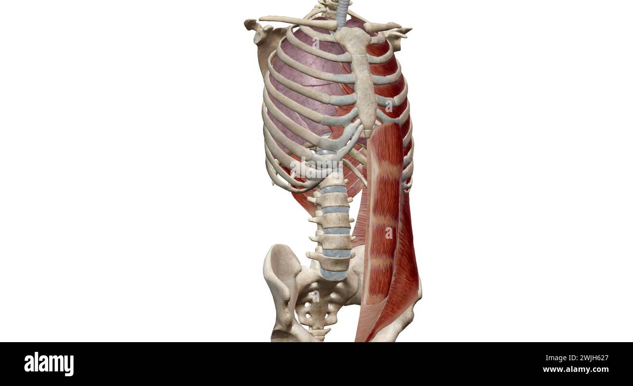 The rib cage muscles, including the intercostals, the parasternals, the scalene and the neck