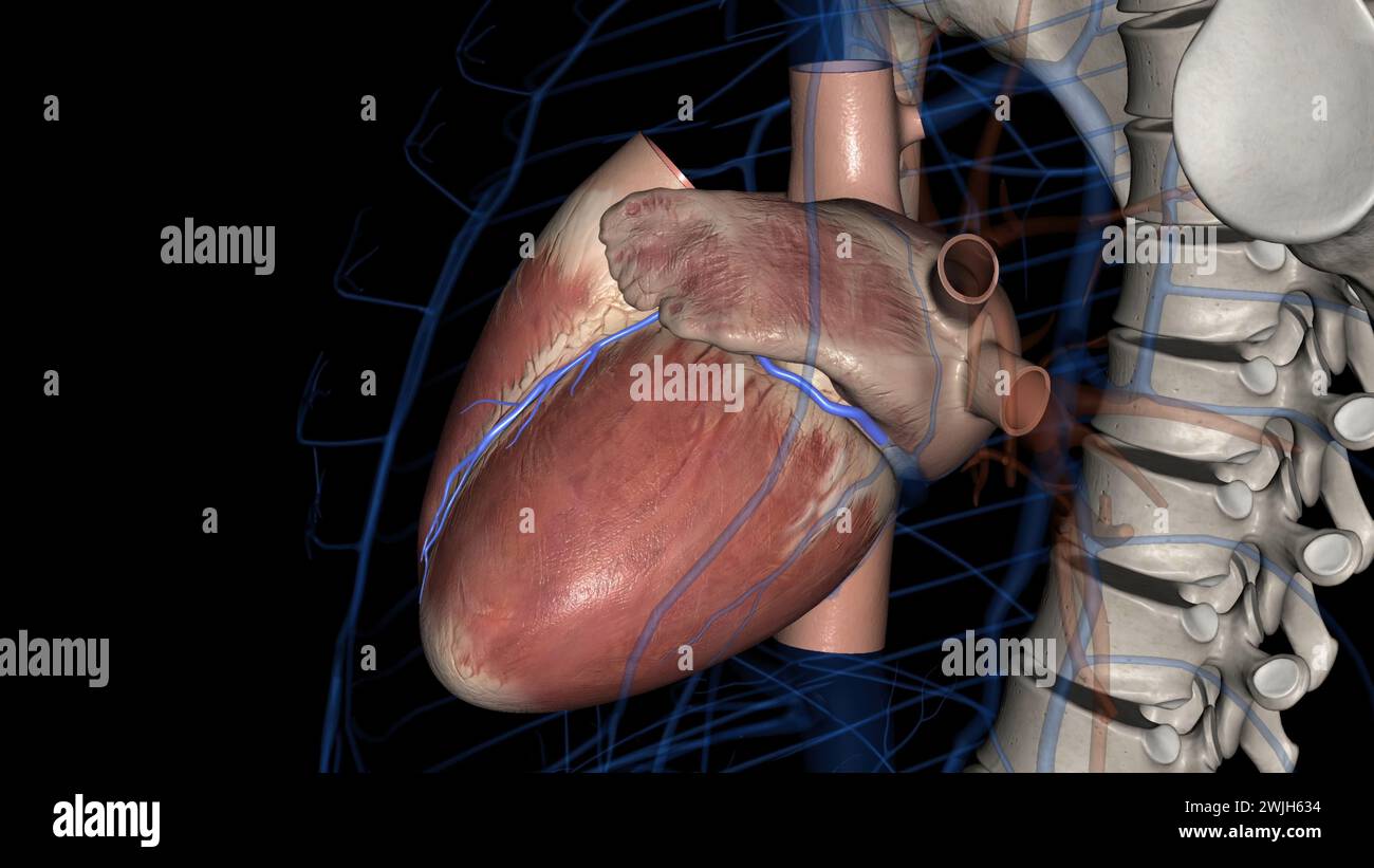 The great cardiac vein (left coronary vein) is a vein of the heart3d illustration It begins at the apex of the heart and ascends along the anterior in Stock Photo