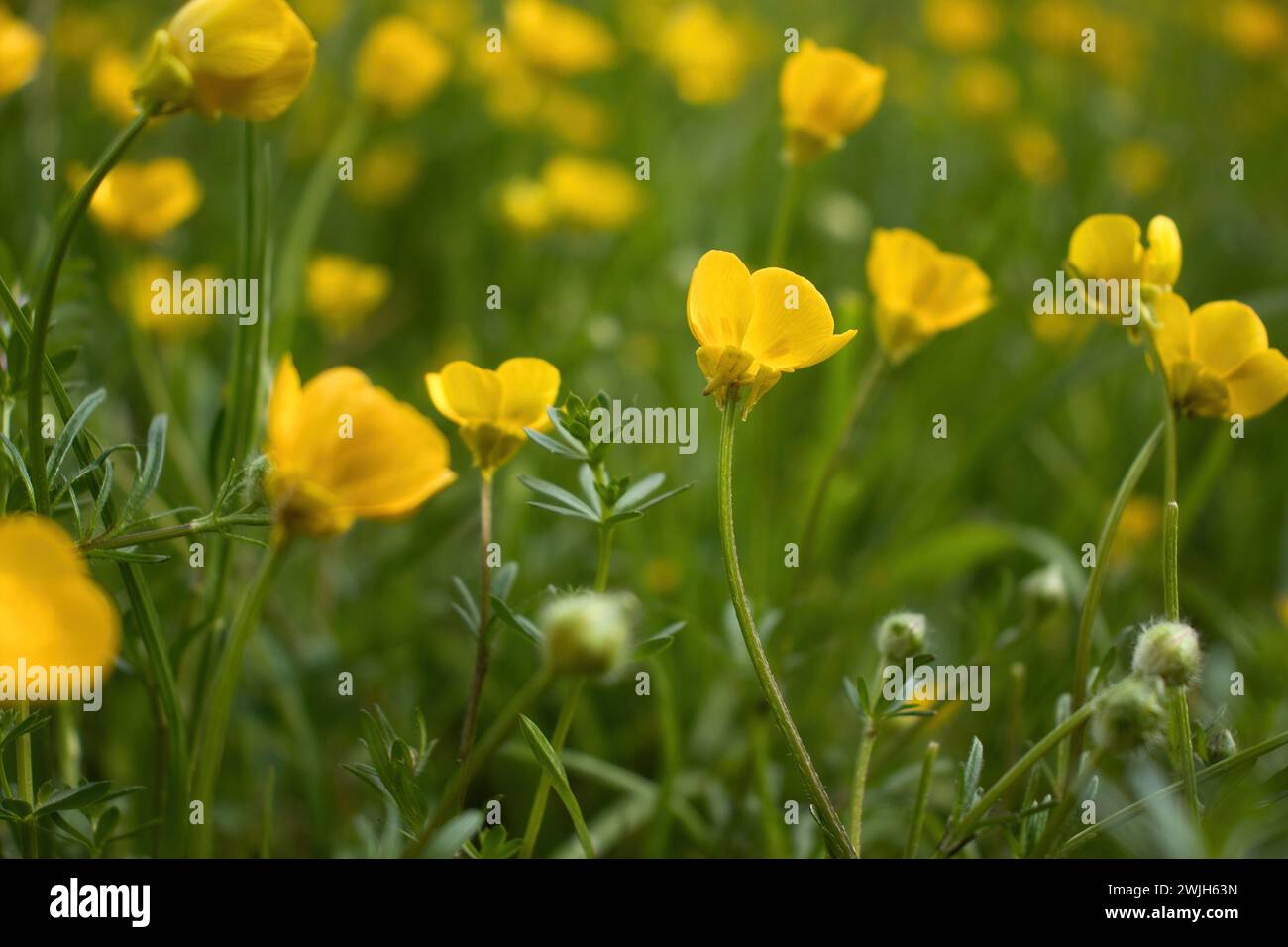 Small yellow flowers growing in green grass on a spring day near Bad Munster, Germany. Stock Photo