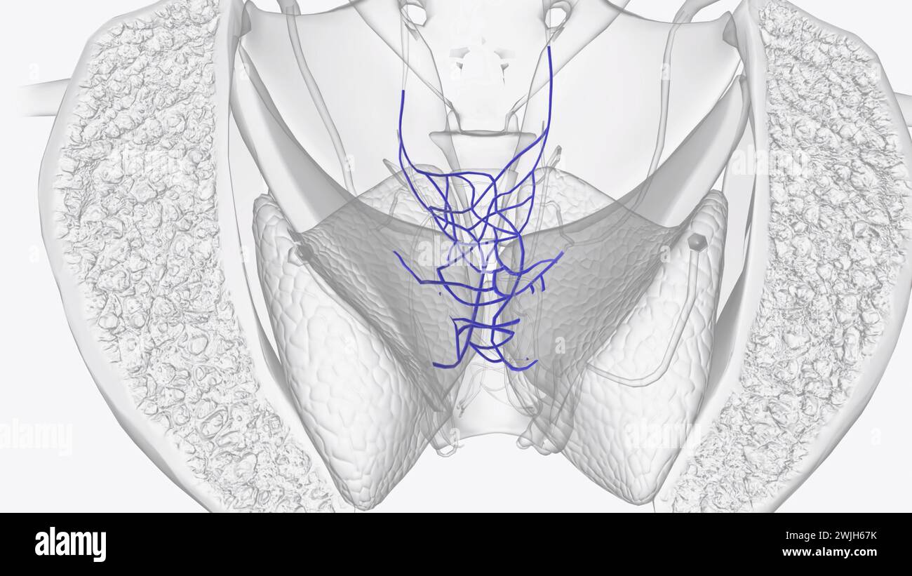 The rectal venous plexus (or hemorrhoidal plexus) is the venous plexus surrounding the rectum  3d illustration Stock Photo