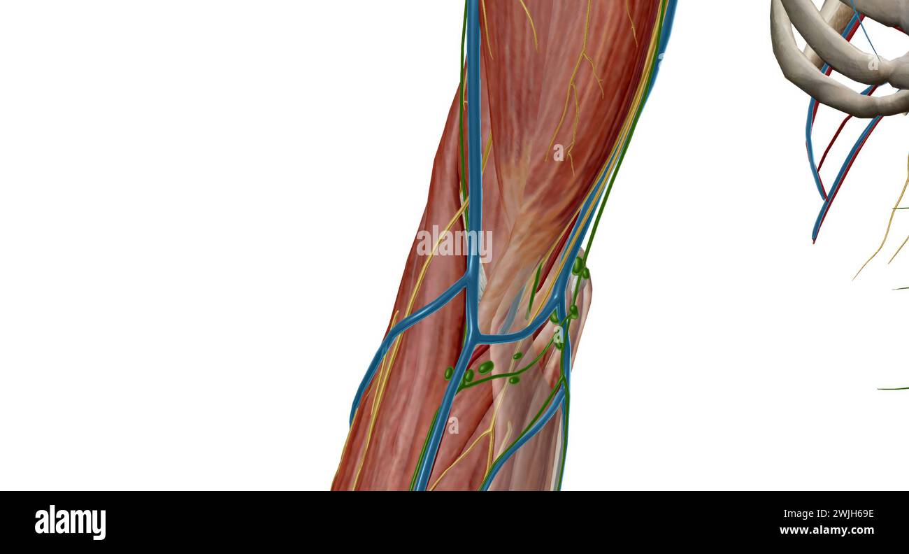 The cubital (anticubital) fossa is a triangular-shaped depression over the anterior aspect of the elbow joint. 3d rendering Stock Photo