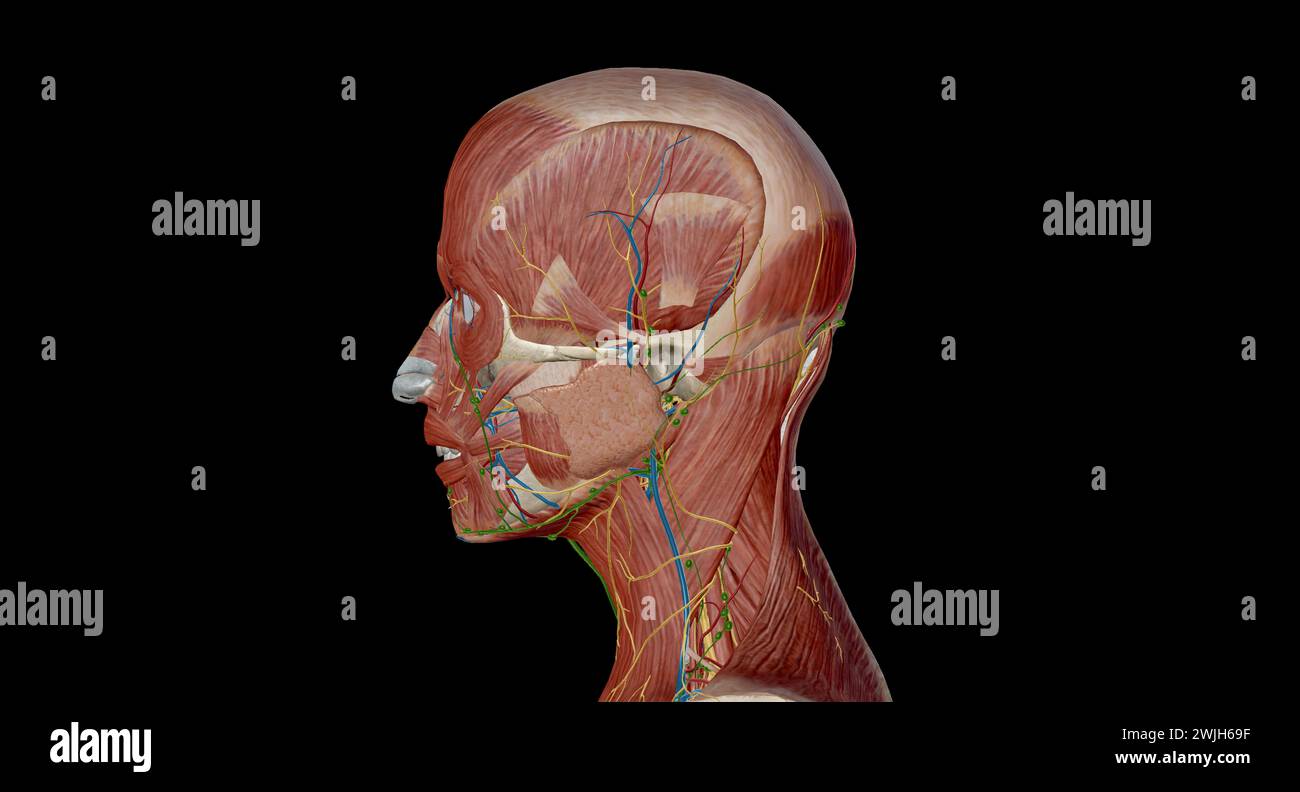 Head and neck anatomy Ear, Comprised of outer, middle and inner ears. Main arteries: external carotid, maxillary, and basilar arteries. 3d rendering Stock Photo