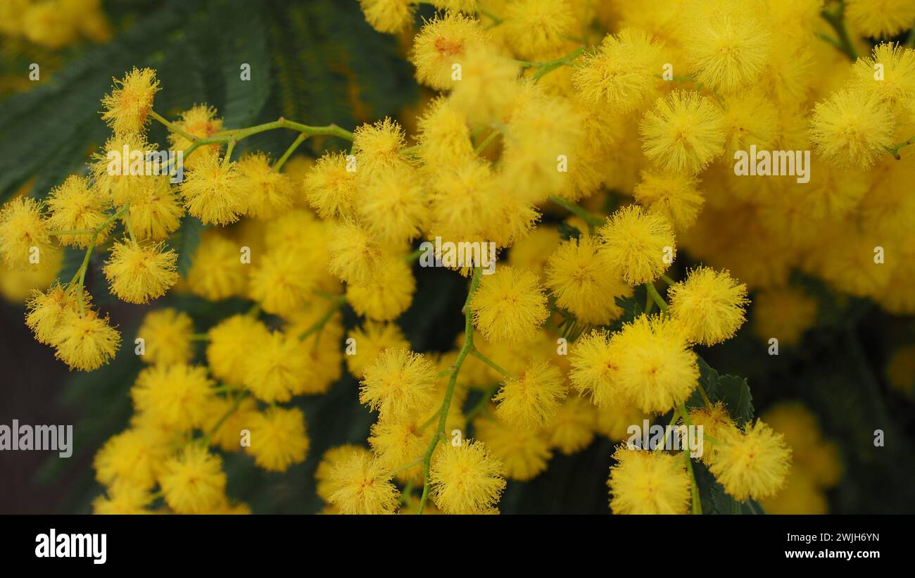 Bright yellow mimosa flowers in a vase rest on a table Stock Photo