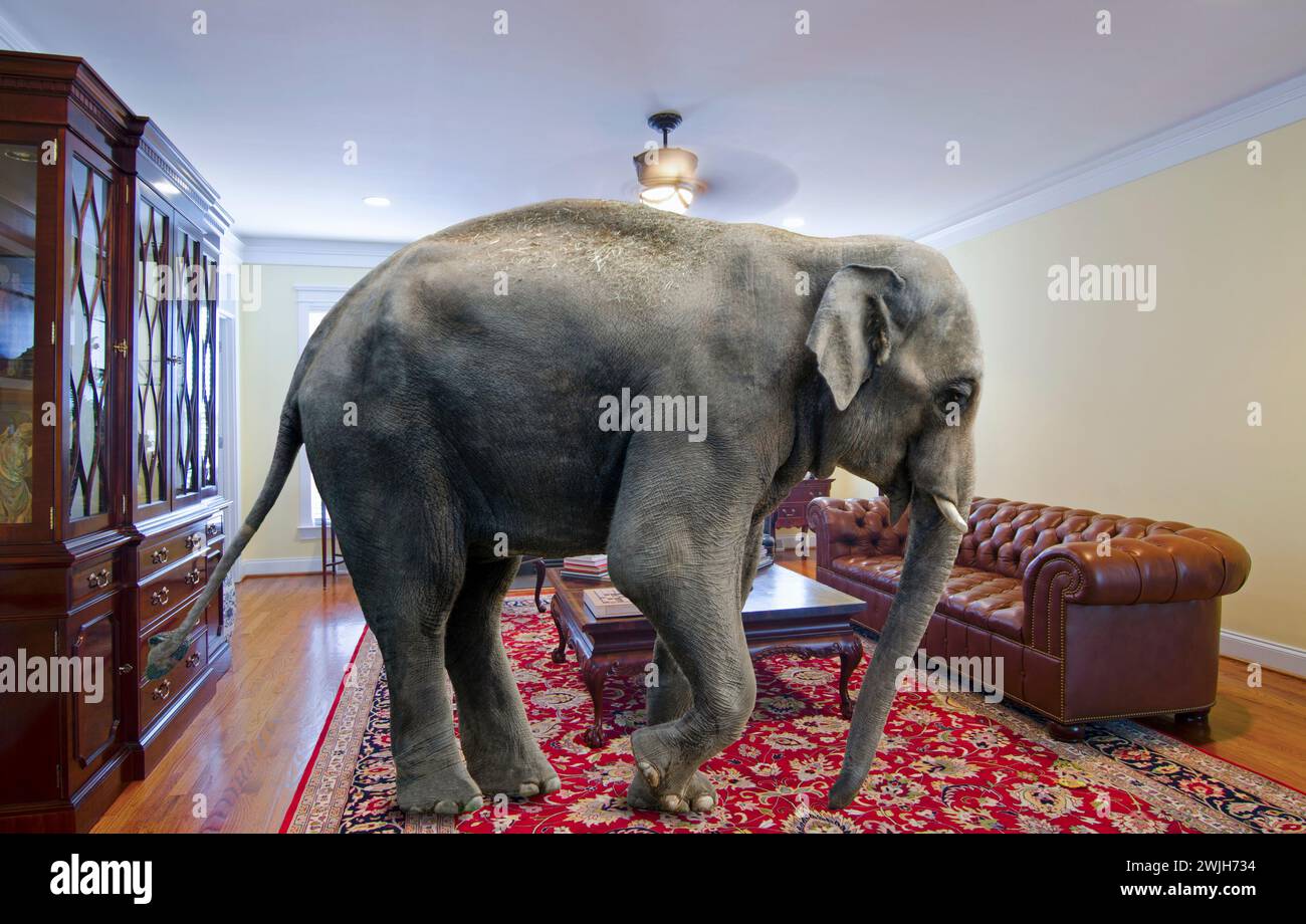 As the saying goes, let’s talk about the elephant in the room. A big elephant inside a living room with nobody inside. Stock Photo