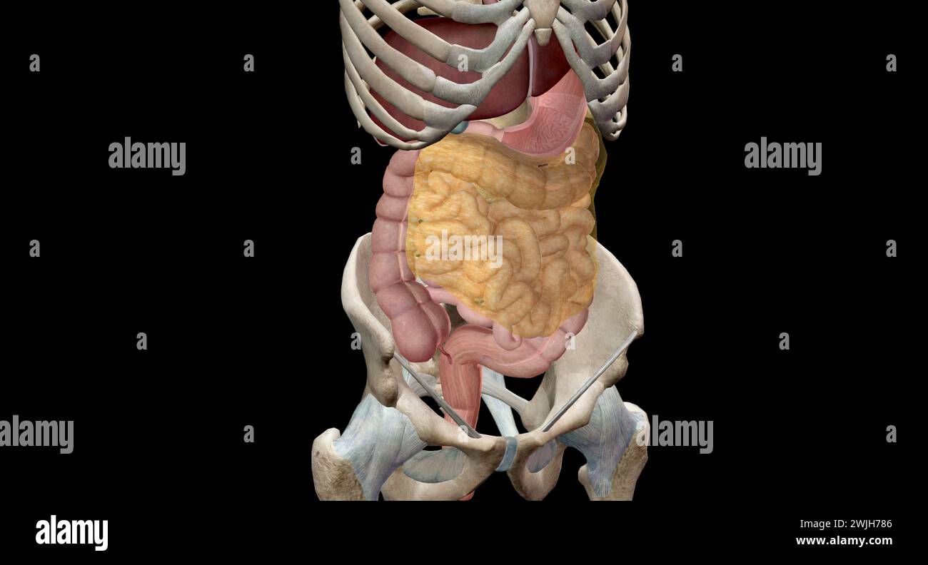 The lower gastrointestinal (GI) tract begins at the midsection of the small intestine, extending throughout the large intestine till the anus 3D rende Stock Photo