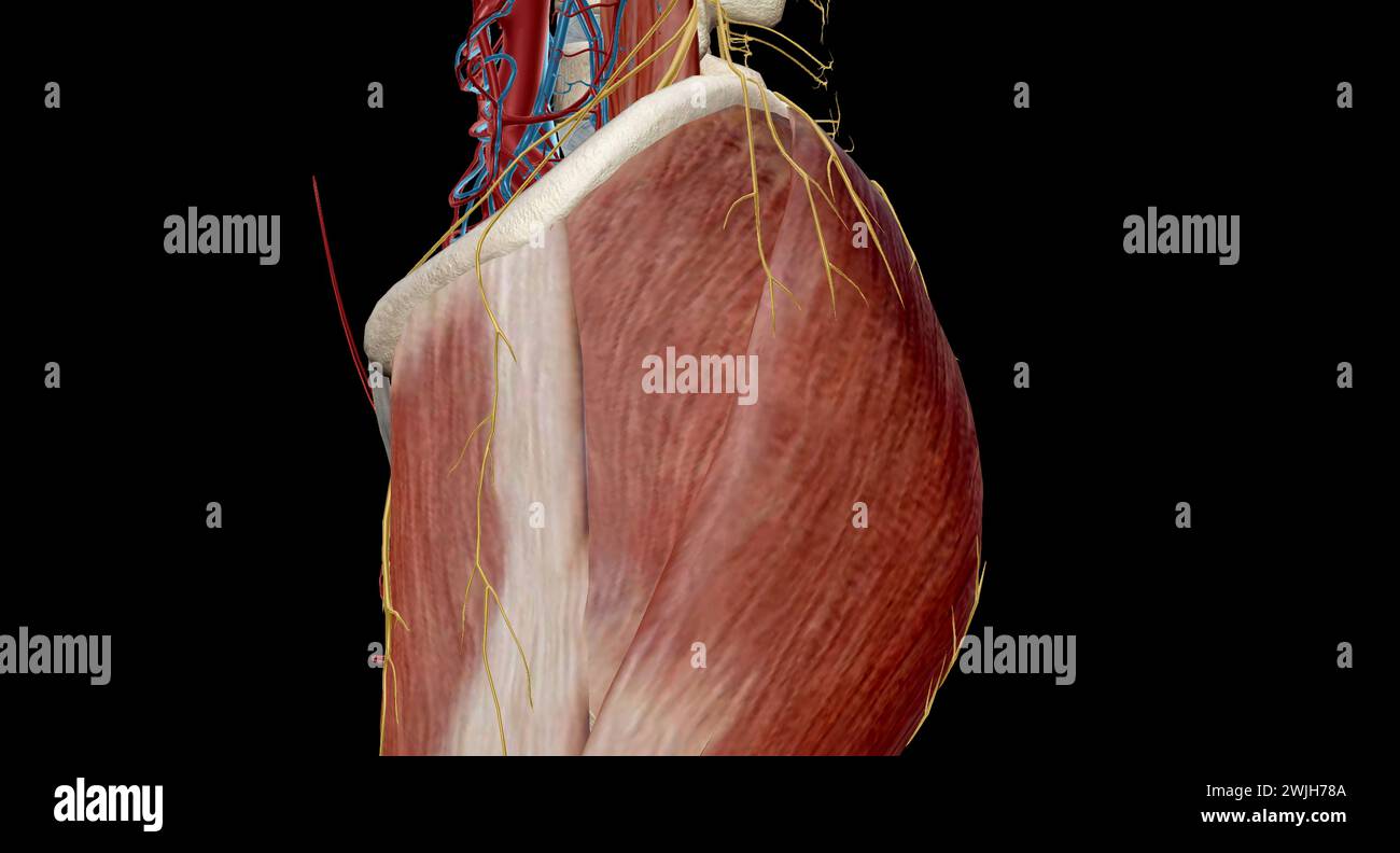 This nerve controls the muscles of the back of the knee and lower leg