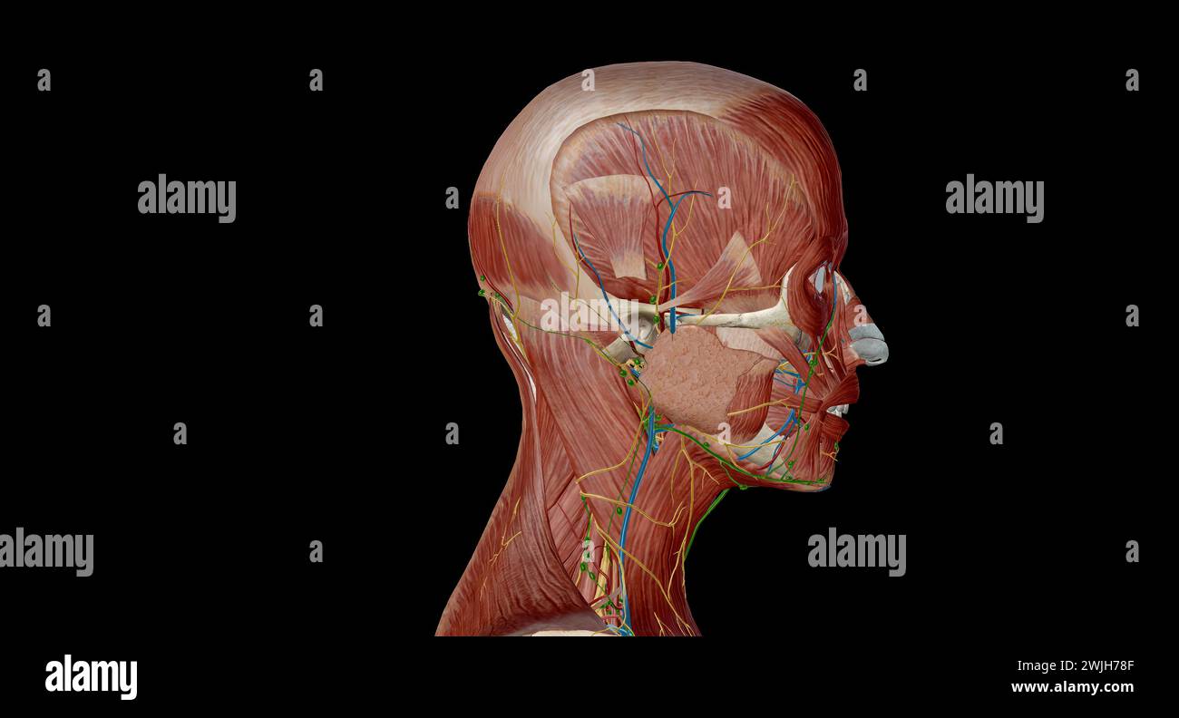 Head and neck anatomy Ear, Comprised of outer, middle and inner ears. Main arteries: external carotid, maxillary, and basilar arteries. 3d rendering Stock Photo