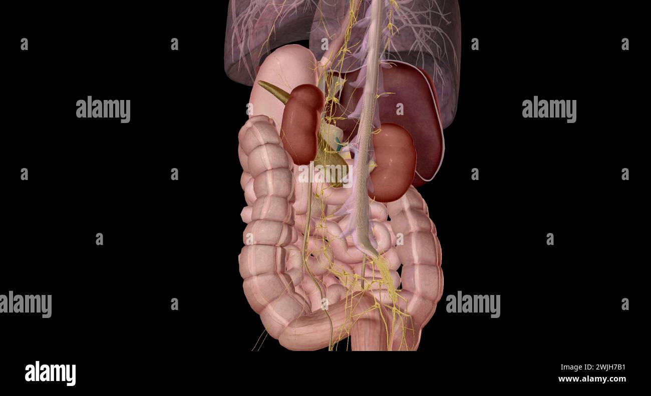 Your autonomic nervous system also holds the muscles closed at your rectum until you're ready to relieve yourself and defecate 3D rendering Stock Photo