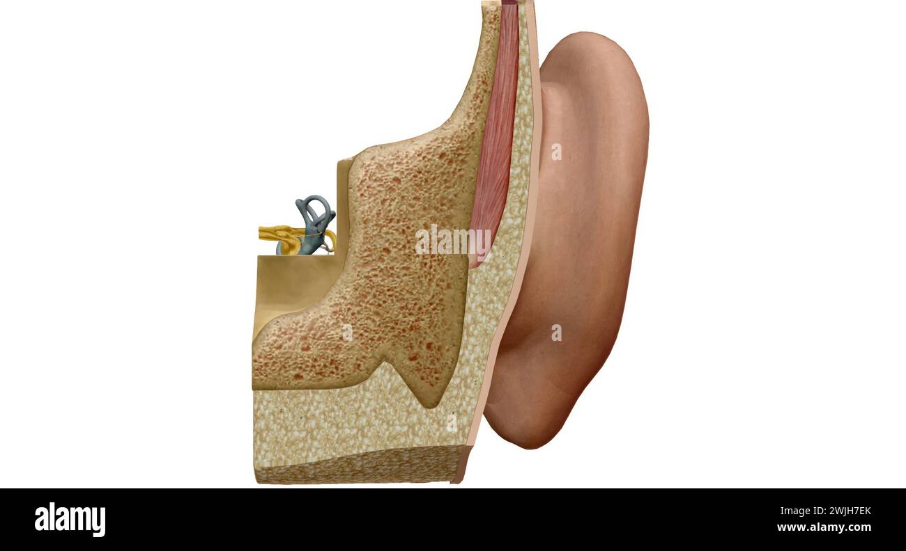 An ear is the organ that enables hearing and, in mammals, body balance using the vestibular system. 3D rendering Stock Photo