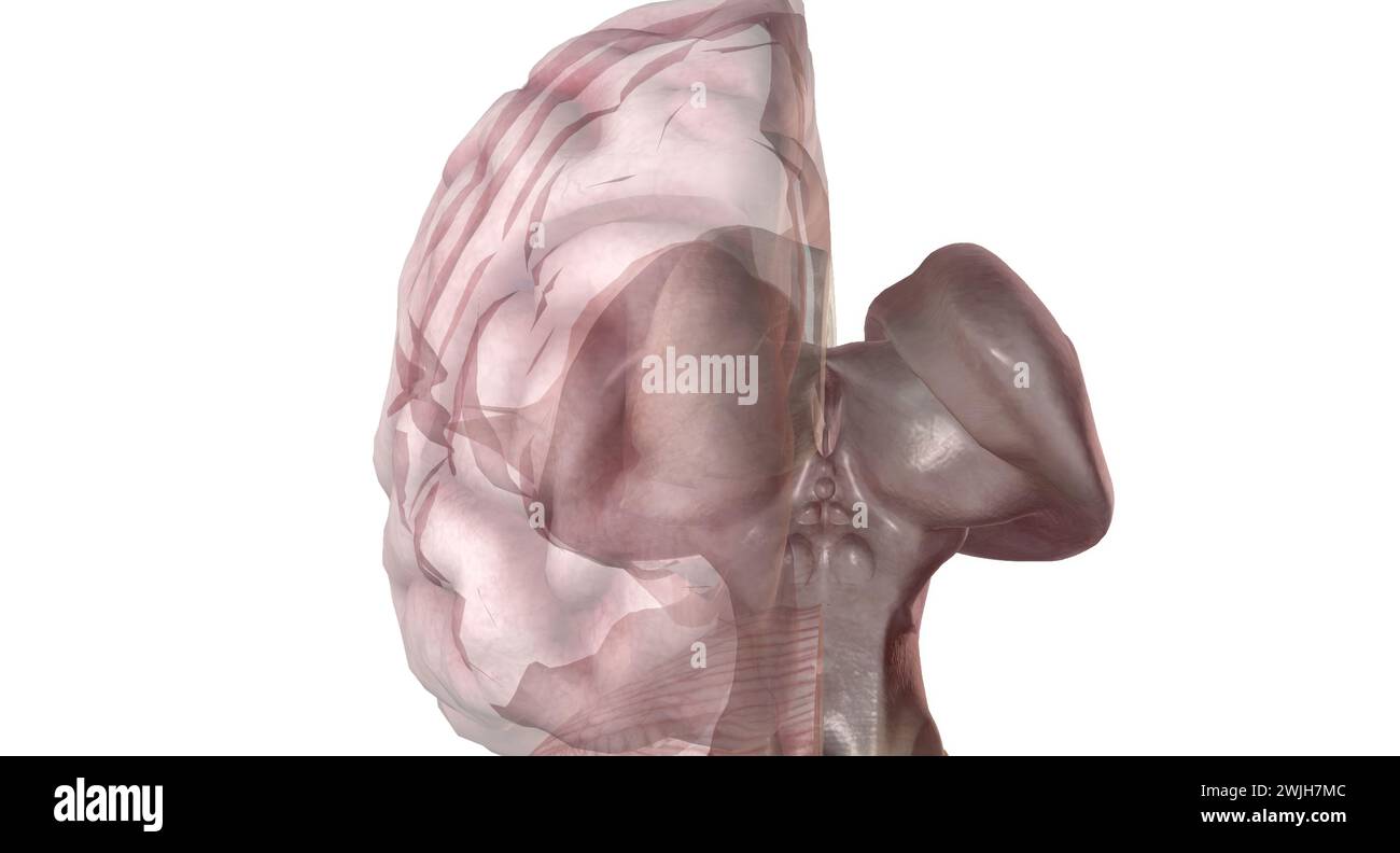 The pineal gland produces melatonin, a serotonin derived hormone which