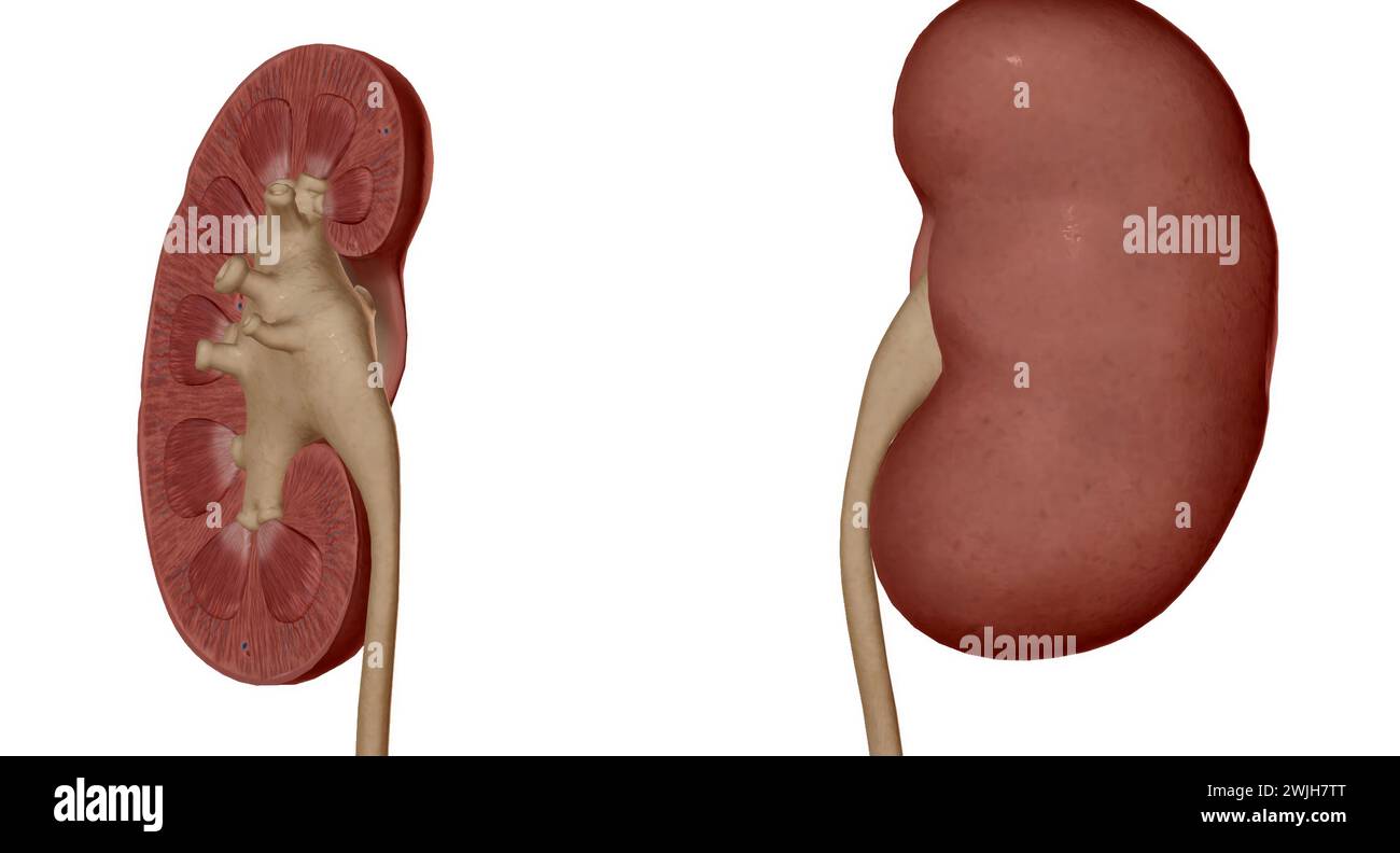 Each kidney consists of an outer renal cortex, an inner renal medulla, and a renal pelvis 3D rendering Stock Photo
