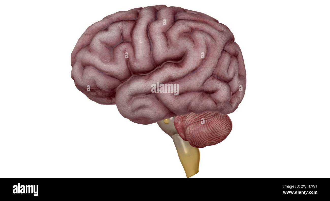 Thalamus is an egg shaped structure in the middle of your brain. 3D rendering Stock Photo