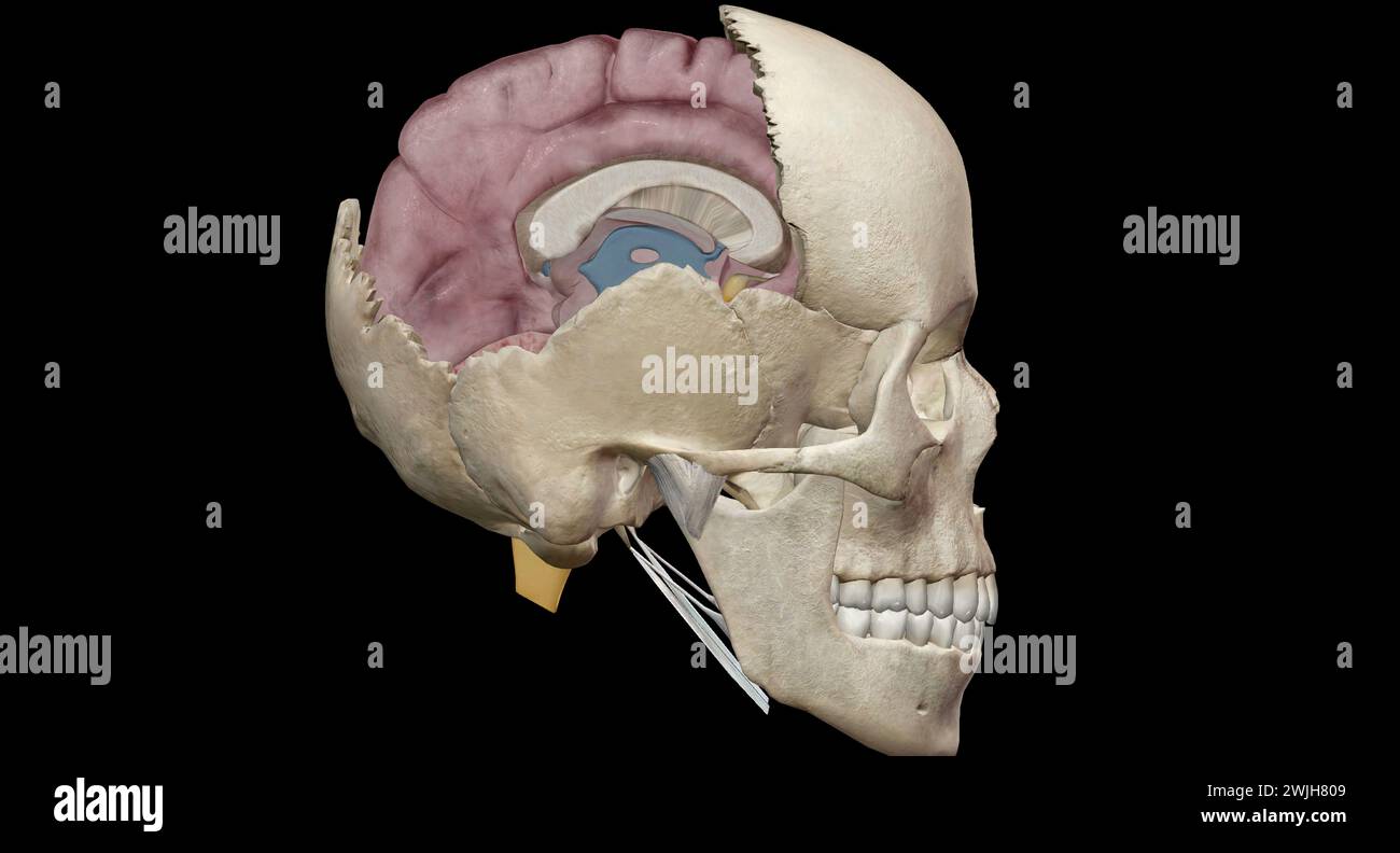 They are known as the anterior cranial fossa, middle cranial fossa and posterior cranial fossa. Each fossa accommodates a different part of the brain. Stock Photo
