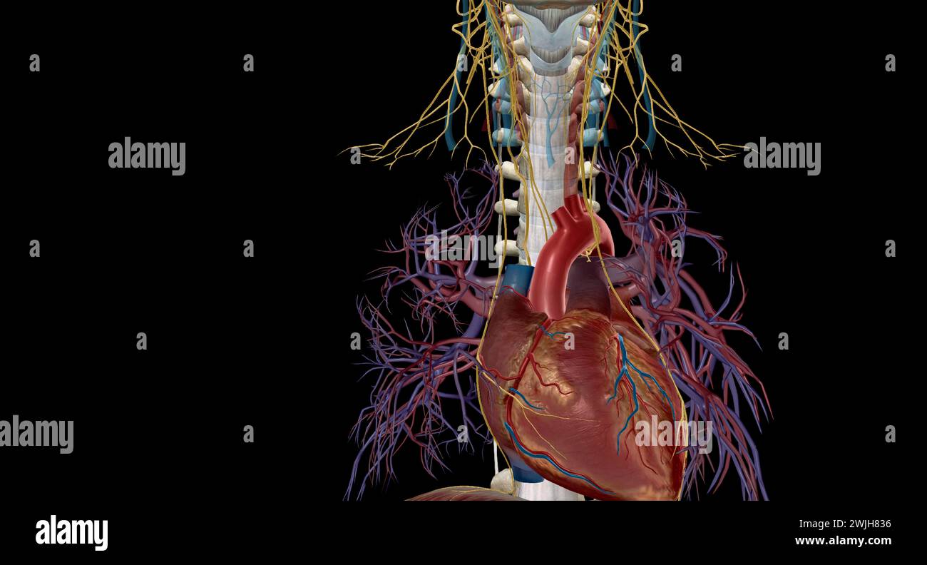 Peripheral nerves, they relay information between your brain and the