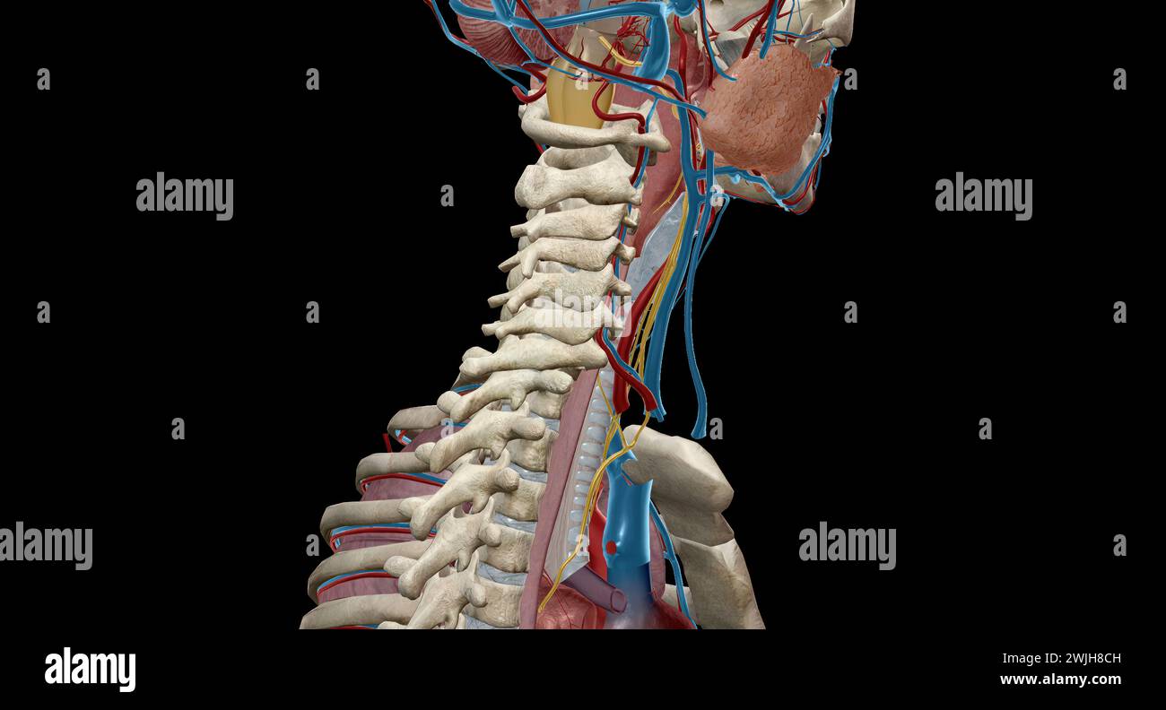 The vagus nerve is the tenth cranial nerve and is the longest mixed ...